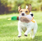 Sesli Ördek Şekilli Peluş Köpek Oyuncağı - 1