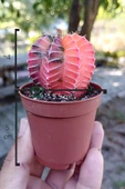 Renkli Kaktus - Gymnocalycium Mihanovichii (Pembe) Nadir Kaktüs 5.5 cm Saksida - 4