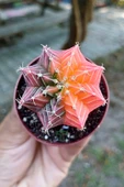 Renkli Kaktus - Gymnocalycium Mihanovichii (Pembe) Nadir Kaktüs 5.5 cm Saksida - 3