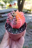 Renkli Kaktus - Gymnocalycium Mihanovichii (Pembe) Nadir Kaktüs 5.5 cm Saksida - 2