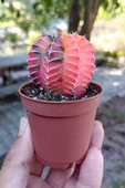 Renkli Kaktus - Gymnocalycium Mihanovichii (Pembe) Nadir Kaktüs 5.5 cm Saksida - 1