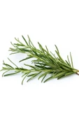 Biberiye Yağı - Distilasyon 20 ml - 3