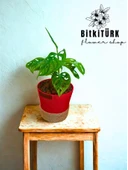 BitkiTÜRK Topraksız monstera monkey bakımı kil bilyesi - 3