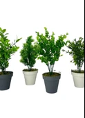 Nettenevime 4lü Set Yapay Çiçek Mini Saksıda Yeşil Bitkiler 30cm thumbnail 5