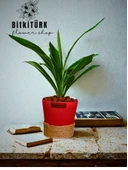 BitkiTÜRK Topraksız YUKKA kil bilyeli - 2