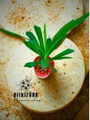 BitkiTÜRK Topraksız YUKKA kil bilyeli - 3