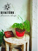 BitkiTÜRK Topraksız monstera monkey bakımı kil bilyesi - 2