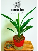 BitkiTÜRK Topraksız YUKKA kil bilyeli - 1