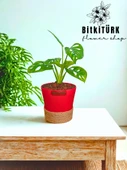 BitkiTÜRK Topraksız monstera monkey bakımı kil bilyesi - 1