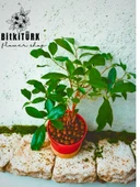 BitkiTÜRK ficus bonsai topraksız bakım kil bilye - 3