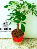 BitkiTÜRK ficus bonsai topraksız bakım kil bilye - 2