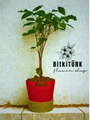 BitkiTÜRK ficus bonsai topraksız bakım kil bilye - 1
