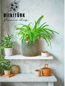 BitkiTÜRK Beton saksıda kurdele çiçeği - 1