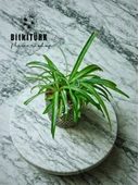 BitkiTÜRK Beton saksıda kurdele çiçeği - 2