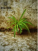 BitkiTÜRK Beton saksıda kurdele çiçeği - 4