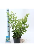 Ligustrum Fidanı Japonicum Texanum 10-20 cm thumbnail 1