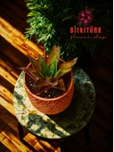 BitkiTÜRK Bakir efektli beton saksıda KIRMIZI HUWARTHİA KAKTÜS - 4