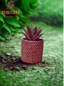 BitkiTÜRK Bakir efektli beton saksıda KIRMIZI HUWARTHİA KAKTÜS - 3