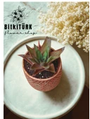 BitkiTÜRK Bakir efektli beton saksıda KIRMIZI HUWARTHİA KAKTÜS - 1