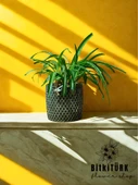 BitkiTÜRK Beton saksıda kurdele çiçeği - 3