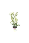 Ligustrum Fidanı Japonicum Texanum 10-20 cm thumbnail 2