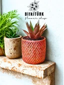 BitkiTÜRK Bakir efektli beton saksıda KIRMIZI HUWARTHİA KAKTÜS - 2