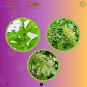 Gece Melisa (Cestrum nocturnum) - Hoş Kokulu ve Zarif Çiçekli Bitki - 3