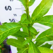 Gece Melisa (Cestrum nocturnum) - Hoş Kokulu ve Zarif Çiçekli Bitki - 2