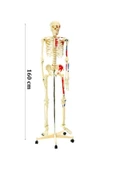 medikaltec İskelet Modeli 160cm İnsan İskeleti Gerçek Boyut - 1