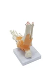 MEDİKALCİM Omurga Ayak Maketi Model 29 - 3