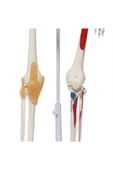 MAXİ Tam Iskelet Maketi 85 Cm Model 9 - 3
