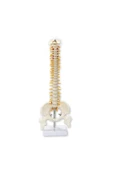 medikaltec Omurga Maketi 45 Cm Model 13 - 1
