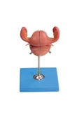 MEDİKALCİM Uterus Maketi - 1