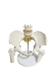 MEDİKALCİM Omurga Pelvis Maketi - 1