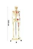 medikaltec İskelet Modeli 160 CM - 1