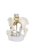 MEDİKALCİM Omurga Pelvis Maketi - 3