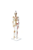 MAXİ Tam Iskelet Maketi 85 Cm Model 9 - 1