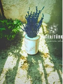 BitkiTÜRK- Kitap beton saksıda lavanta - 3