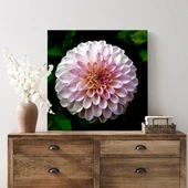 Pembe Yıldız Çiçeği Kanvas Tablo thumbnail 3