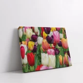 Renkli Laleler Kanvas Tablo thumbnail 2