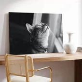 Güneş Altında Kedi Kanvas Tablo thumbnail 3