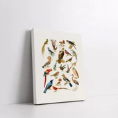 Familya Kuşlar Kanvas Tablo thumbnail 2