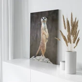 Sarı Tüylü Mirket Kanvas Tablo thumbnail 3