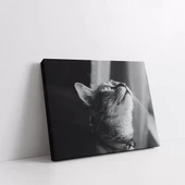 Güneş Altında Kedi Kanvas Tablo thumbnail 2