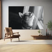 Güneş Altında Kedi Kanvas Tablo thumbnail 1