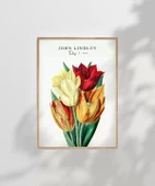 Çerçevesiz Poster John Lindley Lale thumbnail 7