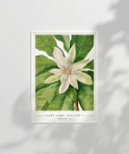 Çerçevesiz Poster Mary Vaux Walcott Umbrella Tree thumbnail 2