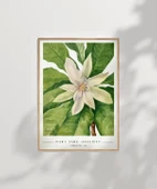 Çerçevesiz Poster Mary Vaux Walcott Umbrella Tree thumbnail 6