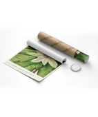 Çerçevesiz Poster Mary Vaux Walcott Umbrella Tree thumbnail 8