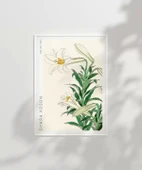 Çerçevesiz Poster Ohara Koson Zambaklar thumbnail 6